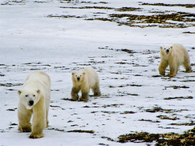 3 Polar Bears