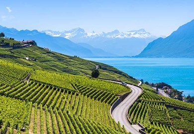 Vineyards In Lavaux 