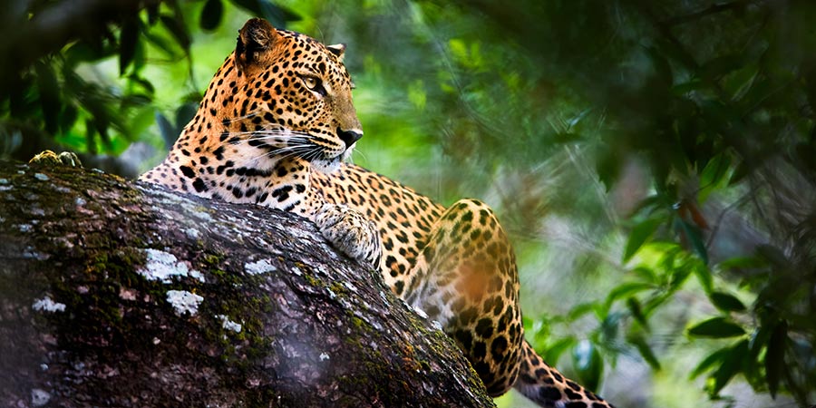 A leopard in Sri Lanka’s Yala National Park.